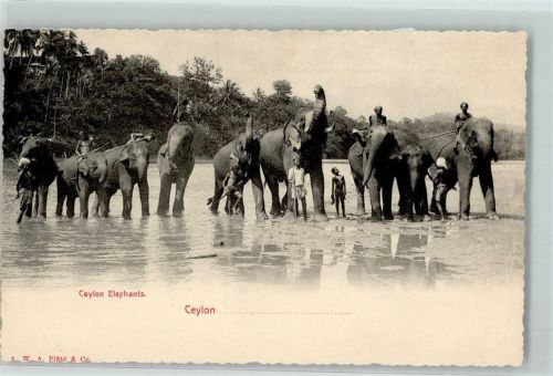 Ceylon Elephants beim Badden bathing AK