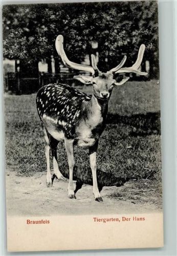 Braunfels 1906 Tiergarten Hirsch Hans
