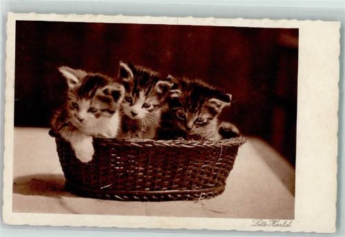 1930 Katzen im Korb 3. Sammlung Serie 60 AK