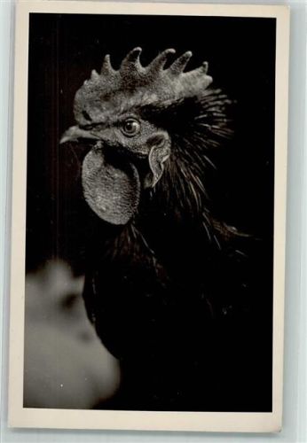 Hahn Geflügel AK Huhn Foto AK