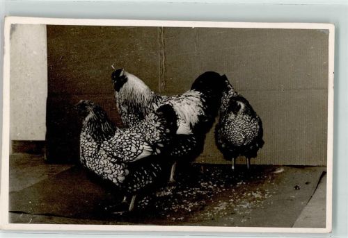Geflügel Silber Wyandotten AK Huhn Foto AK
