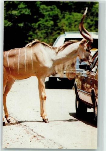 San Antonio Wildlife Ranch - Greater Kudu