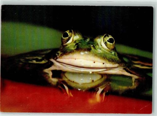 Wasserfrosch Spenden DJH Jugendherberge