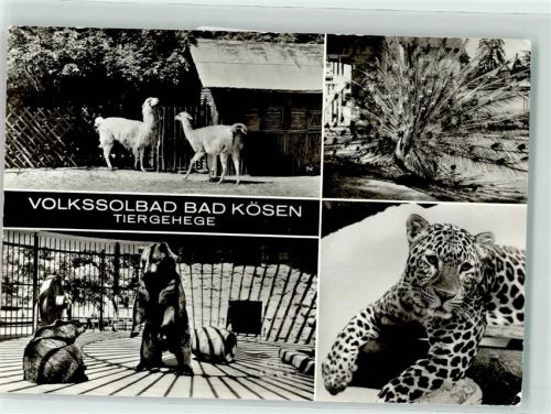 Bad Kösen Tiergehege Pfau Alpaka Braunbär Gepard