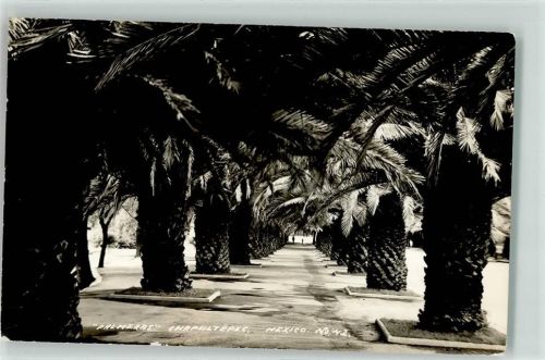 Mexiko City Palmera Chapultepec