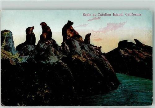 Seals Catalina Island California