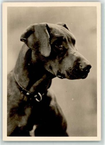 Rhodesian Ridgeback