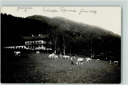 83703 W8184 Gmund a. Tegernsee - Gasthaus Cafe Unterbuchberg Rindvieh