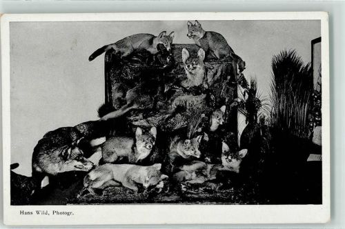 Jagdtiere präpariert - 10köpfige Fuchsfamilie