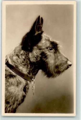Schnautzer