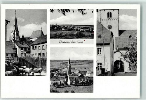 Thalfang Schafe