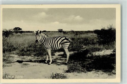 Junges Zebra Unsere Kolonien deutsch Südwest