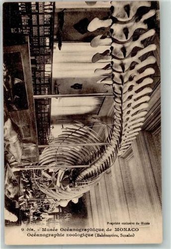 Monaco Skelett Museum Oceanographie zoologique
