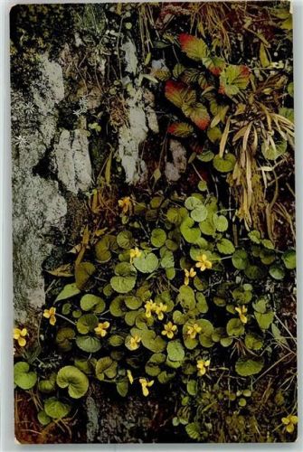 Viola biflora Photochromie Nenke und Ostermeier Serie 507 Nr.773