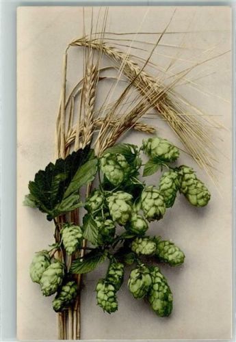 1908 Weizen Hopfen