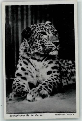 Tiergarten Persischer Leopard