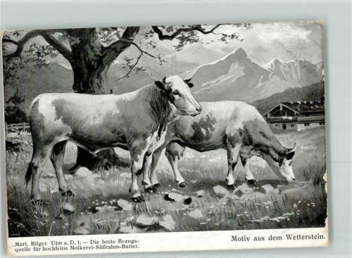 Kühe Die beste Bezugsquelle für hochfeine Molkerei Süßrahm Butter Martin Bilger Wetterstein