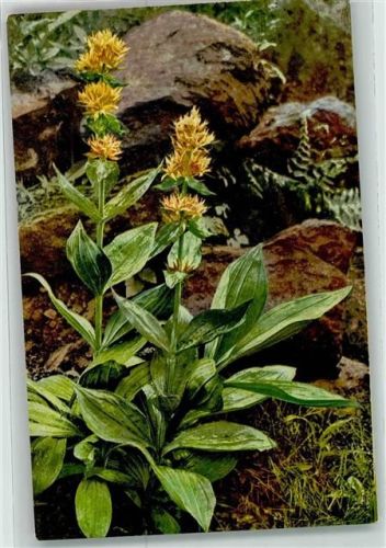 Arzneipflanzen IV. Folge Gentiana lutea L. Enzian Bitterwurz