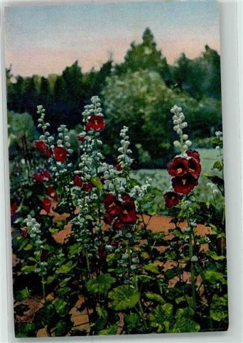 Arzneipflanzen XII.Folge Althaea rosea Stockrose