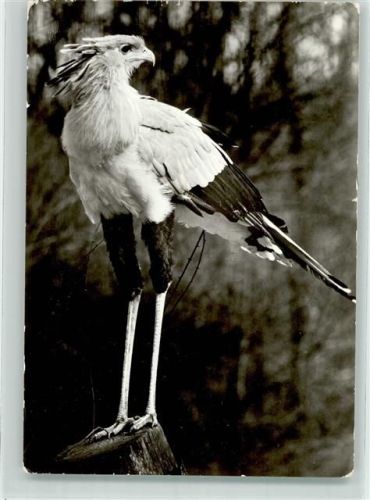 Sekretär Greifvogel Foto Gerhard Budich