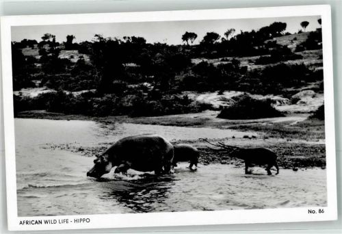 African Wild Life