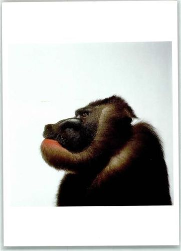 Lausanne Drill von James Balog New Vision of Endangered Wildlife Museum Elysee