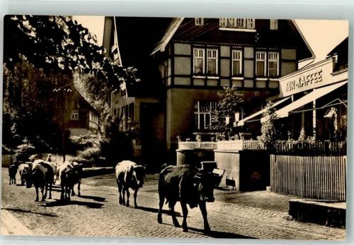 Sülzhayn Kuhaustrieb Kur-Cafe