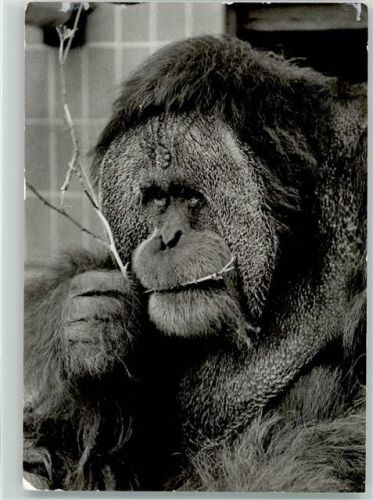 Orang Utan