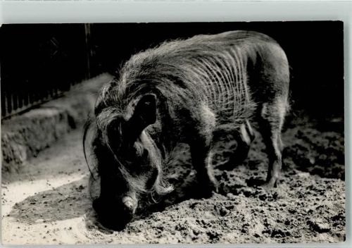 Afrikanische Warzenschweine