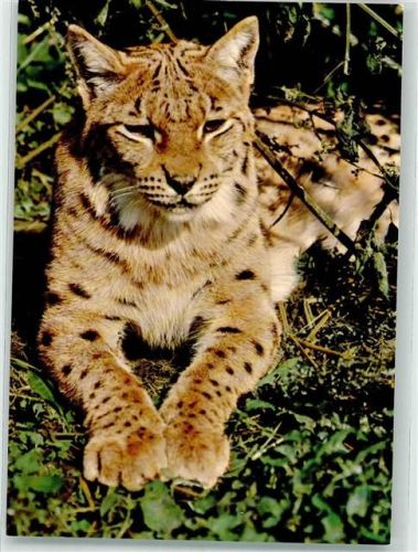 Luchs National Park Bayrischer Wald Foto W. Bechtle