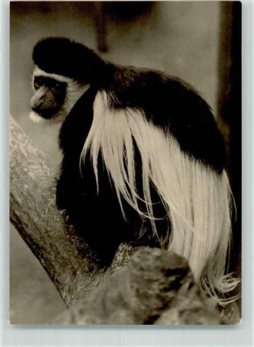 Guereza