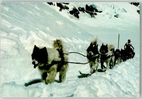 Polarhunde auf Jungfraujoch Foto Gyger