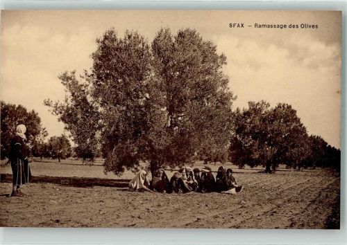 Sfax Tracht Olivenernte