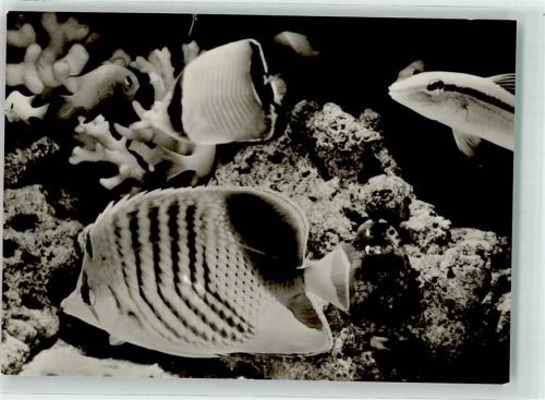 Stralsund Korallenfische Meeresmuseum