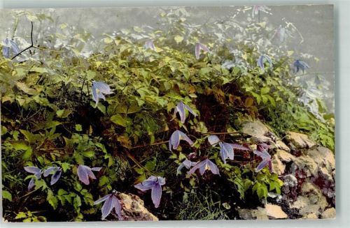 1907 Alpen Waldrebe Photochromie Nr.460