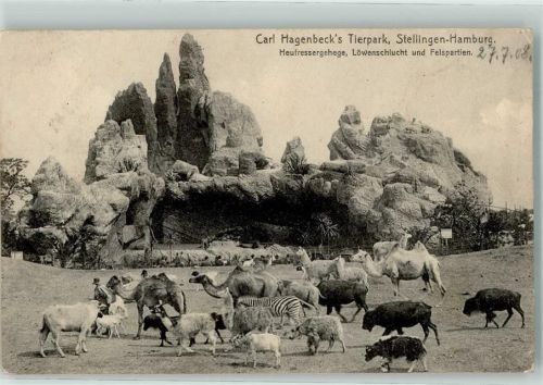 Stellingen 1908 Heufressergehege Löwenschlucht Zebras Kamele