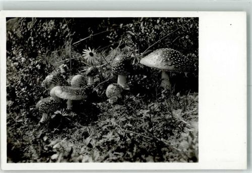 Foto V. Fiska Roter Fliegenpilz Amanita muscaria