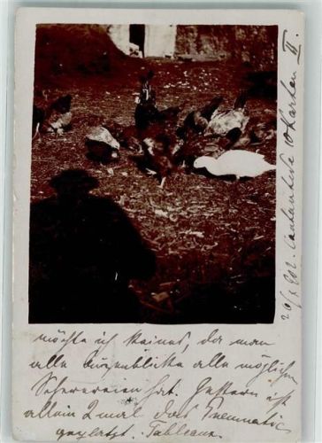 1902 Enten Gans Hühner auf dem Bauernhof