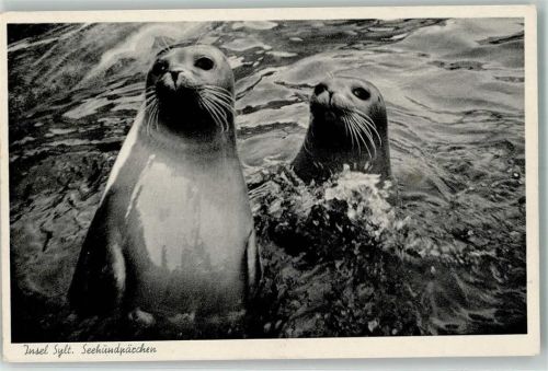 Westerland 1969 Insel Sylt Seehundpärchen