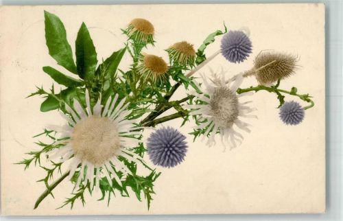 1907 Silberdistel Kugeldistel Verlag Rommel Nr.565