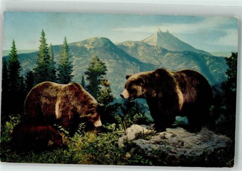 1955 American Black Bear