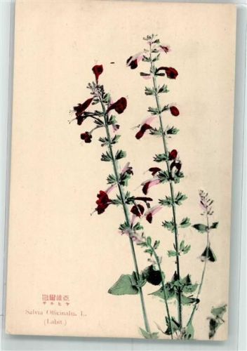 Salbei Salvia Officinalis