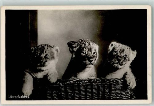Halle Löwenbabys im Zoologischen Garten Fotograf Dr. Schmidt