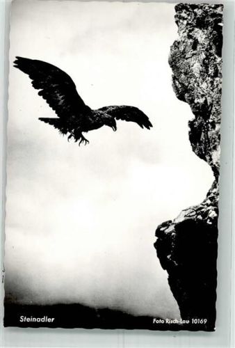 Ein Steinadler im Anflug auf einen Felsen Fotograf Risch-Lau