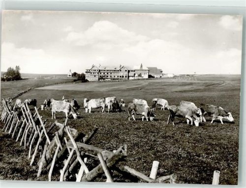 Oberried Kühe Halden Hotel