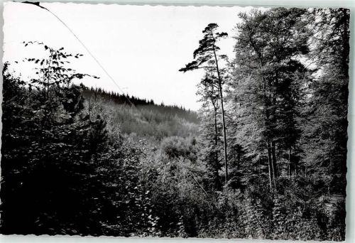 Höchst Waldhang Foto Original aus Archiv eines Ansichtskartenverlags Ort handschriftlich