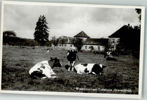 Gravenbruch Waldgasthaus Forsthaus Kühe