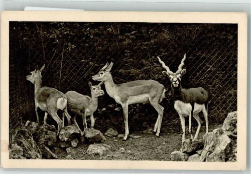 Wien Hirschziegenantilope Vorderindien Schönbrunn Menagerie