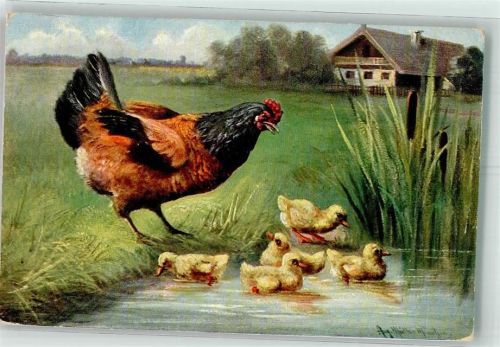 Huhn Küken