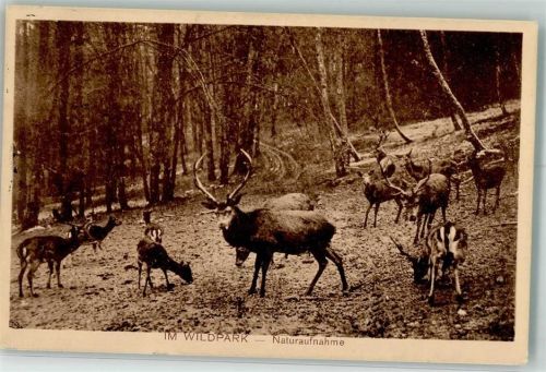 1914 Wildpark Naturaufnahme Hirsch Rehe Jagdtiere